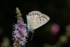 Polyommatus icarus